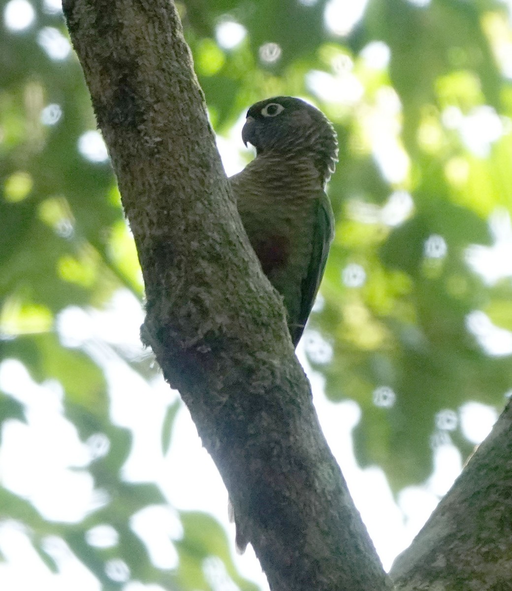 Maroon-bellied Parakeet - ML587027601