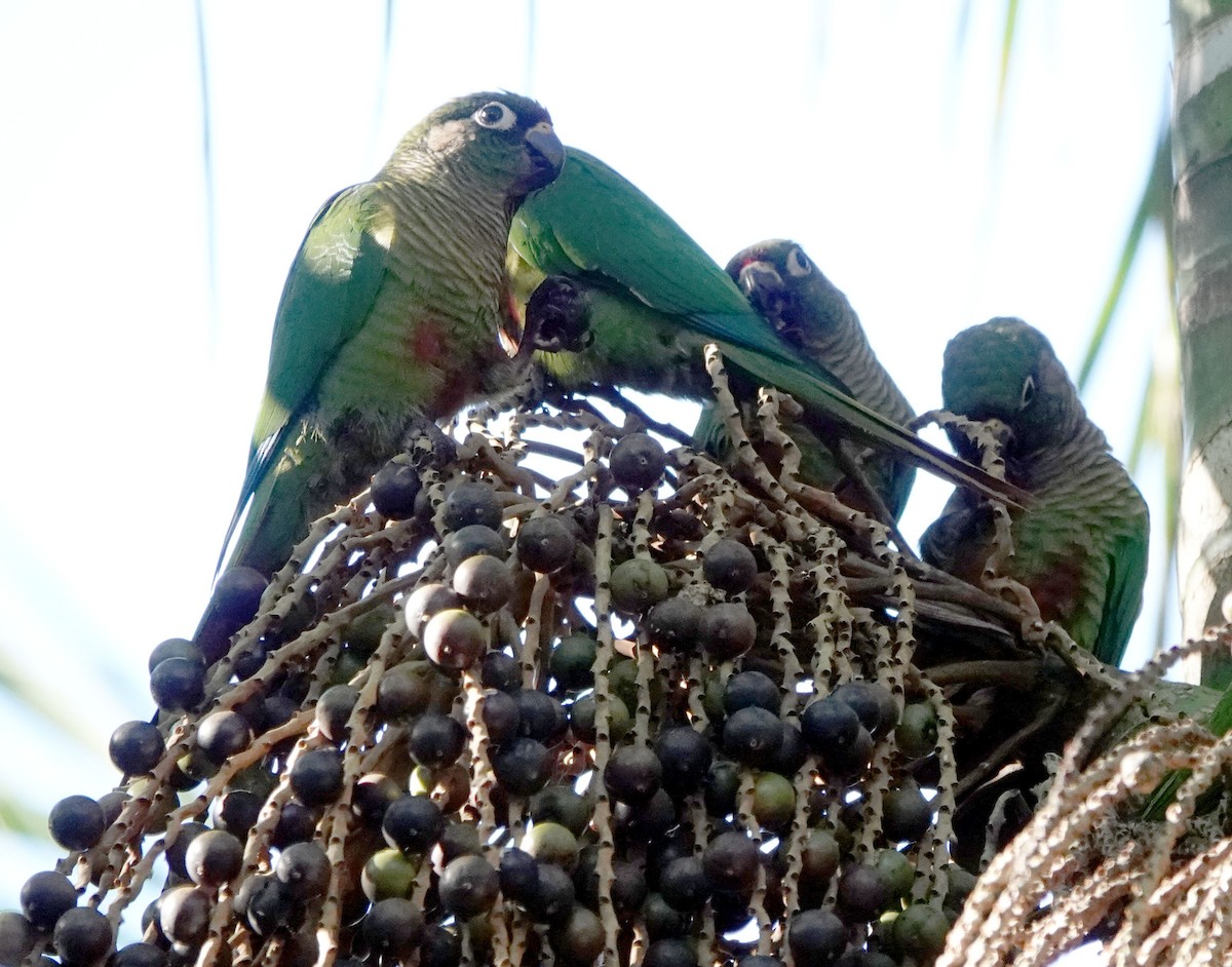 Maroon-bellied Parakeet - ML587027631