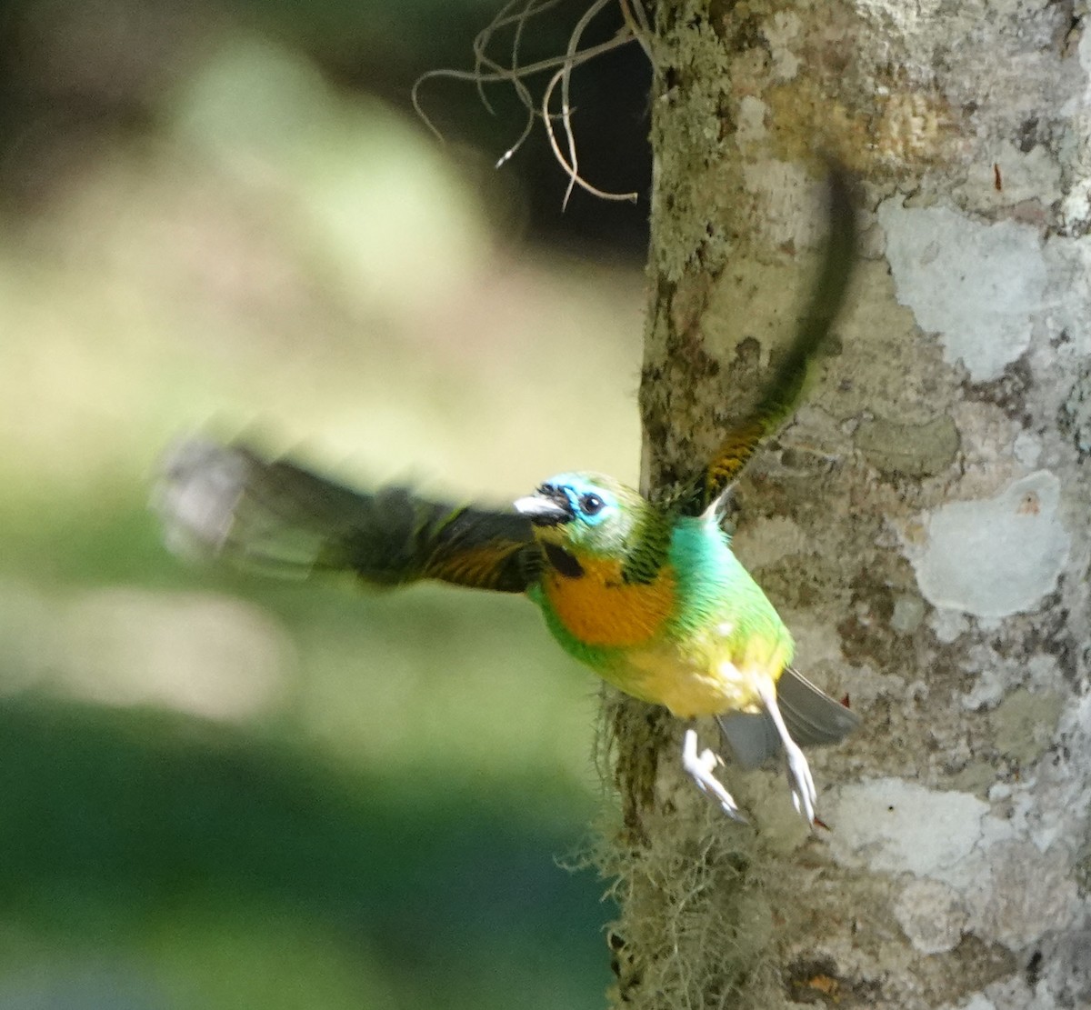 Brassy-breasted Tanager - ML587028081