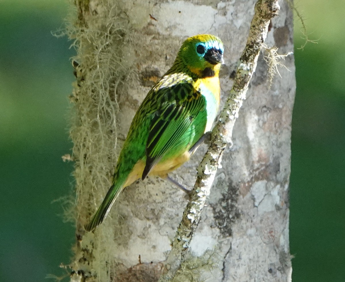 Brassy-breasted Tanager - ML587028091