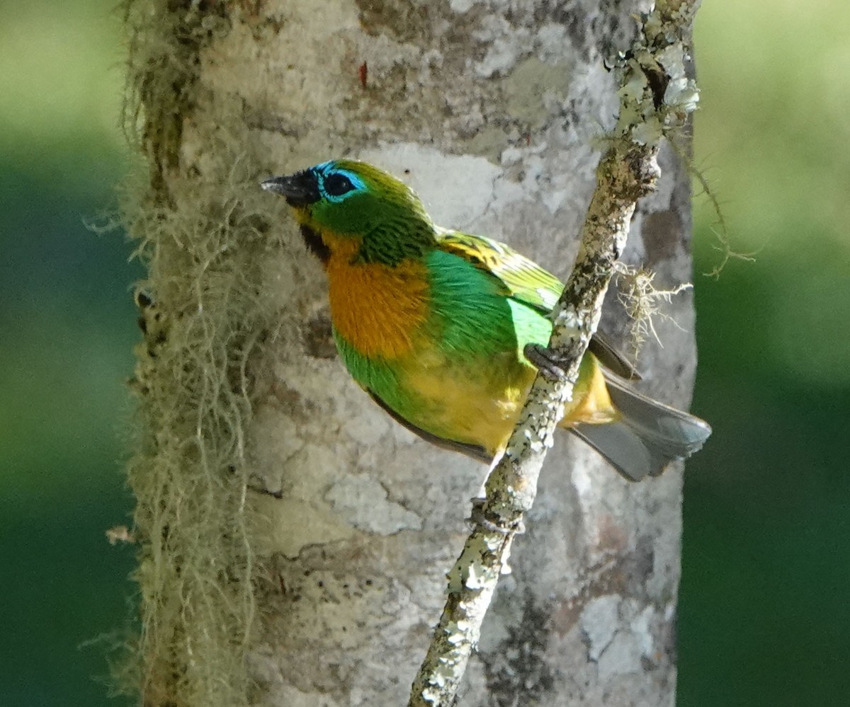 Brassy-breasted Tanager - ML587028101