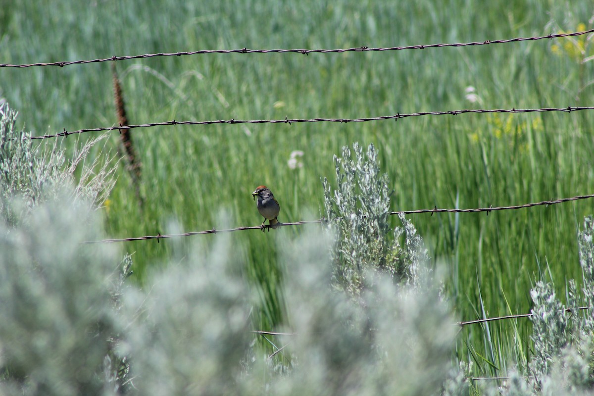 Green-tailed Towhee - ML587028221