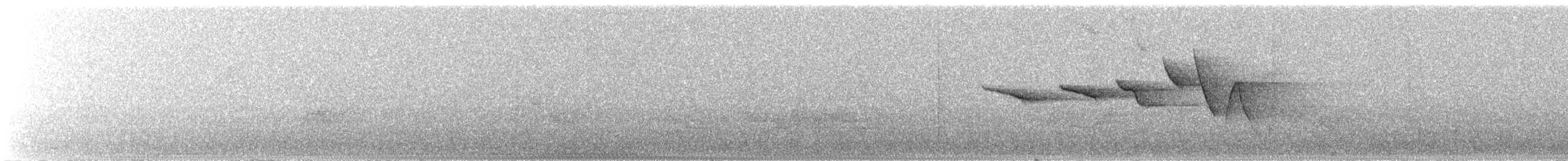 チャカブリアメリカムシクイ - ML587028581