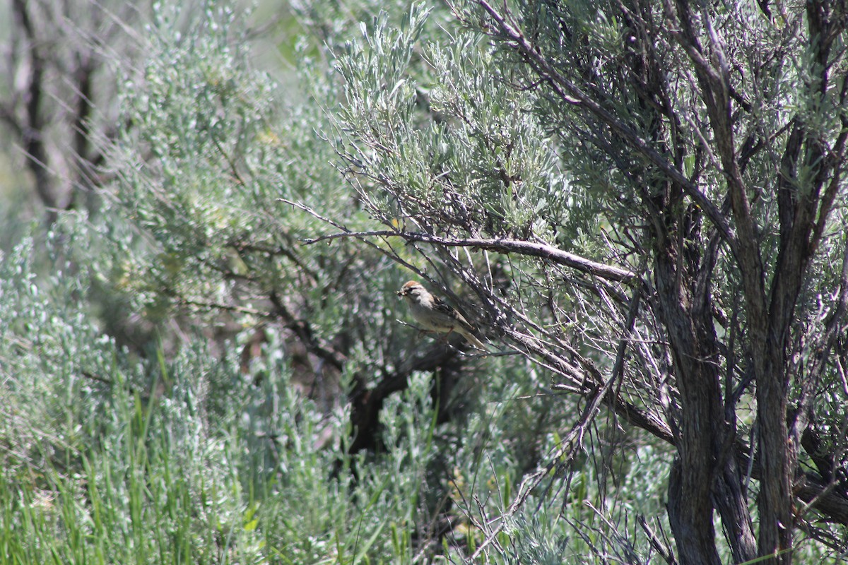 Chipping Sparrow - ML587028671