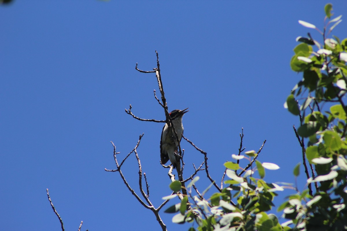 Hairy Woodpecker - ML587029031