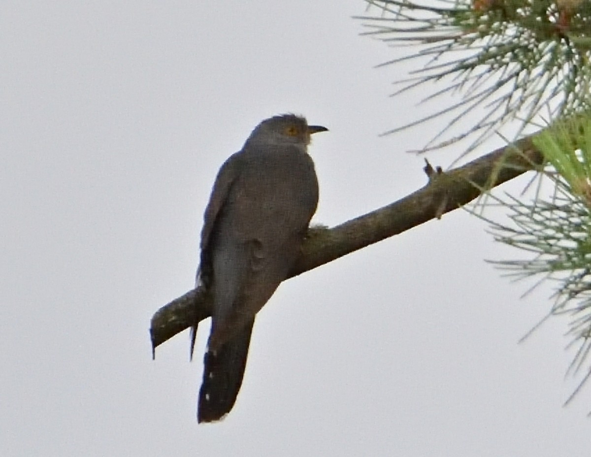 Common Cuckoo - ML587029261