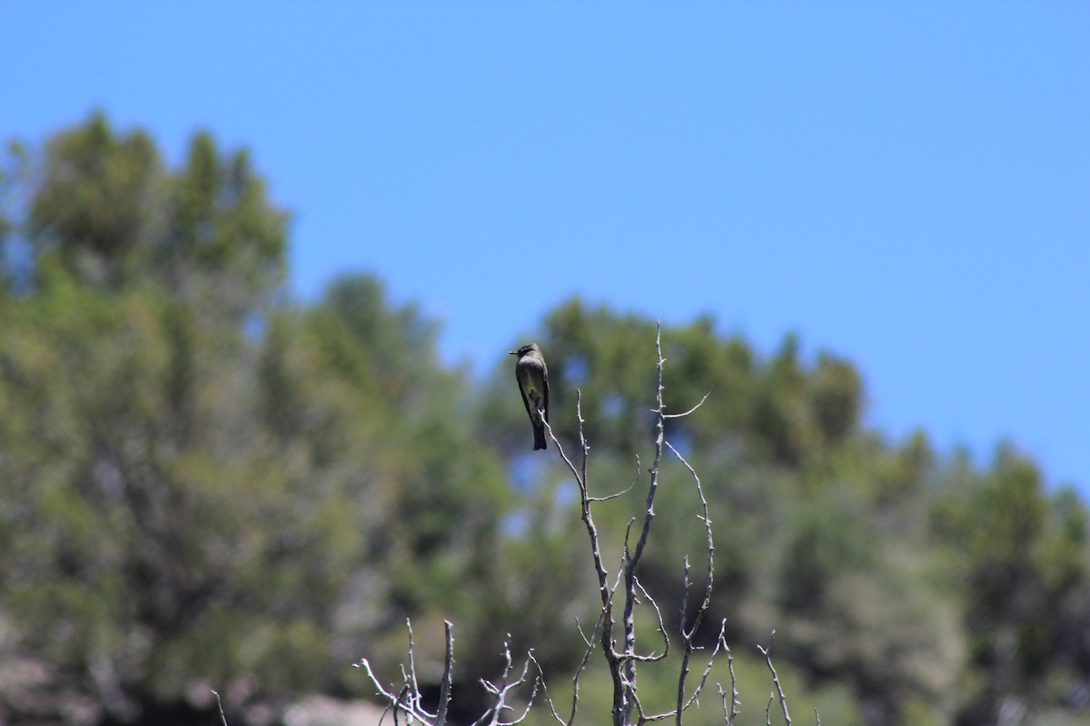 Olive-sided Flycatcher - ML587029341