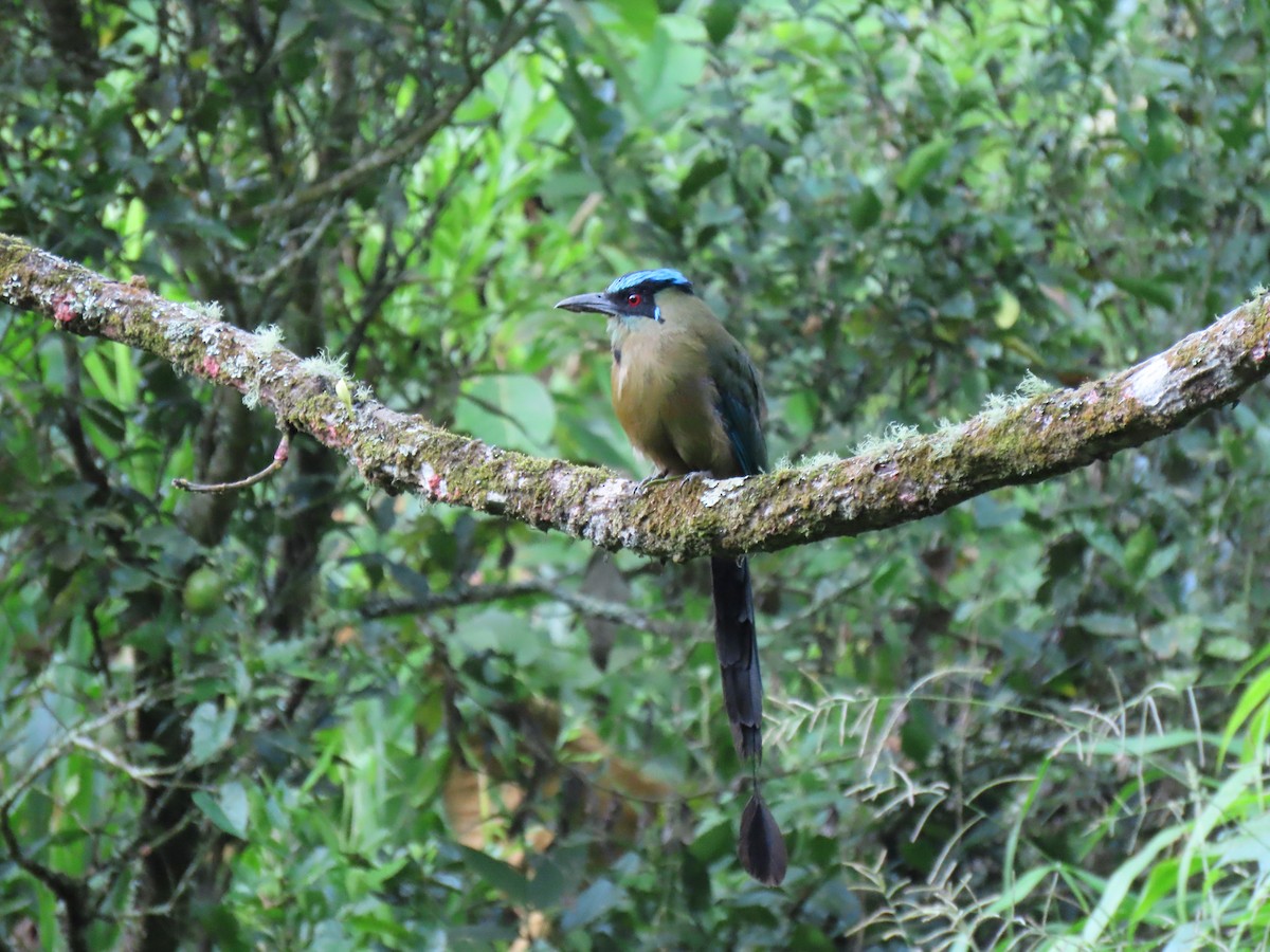 Andean Motmot - ML587029751