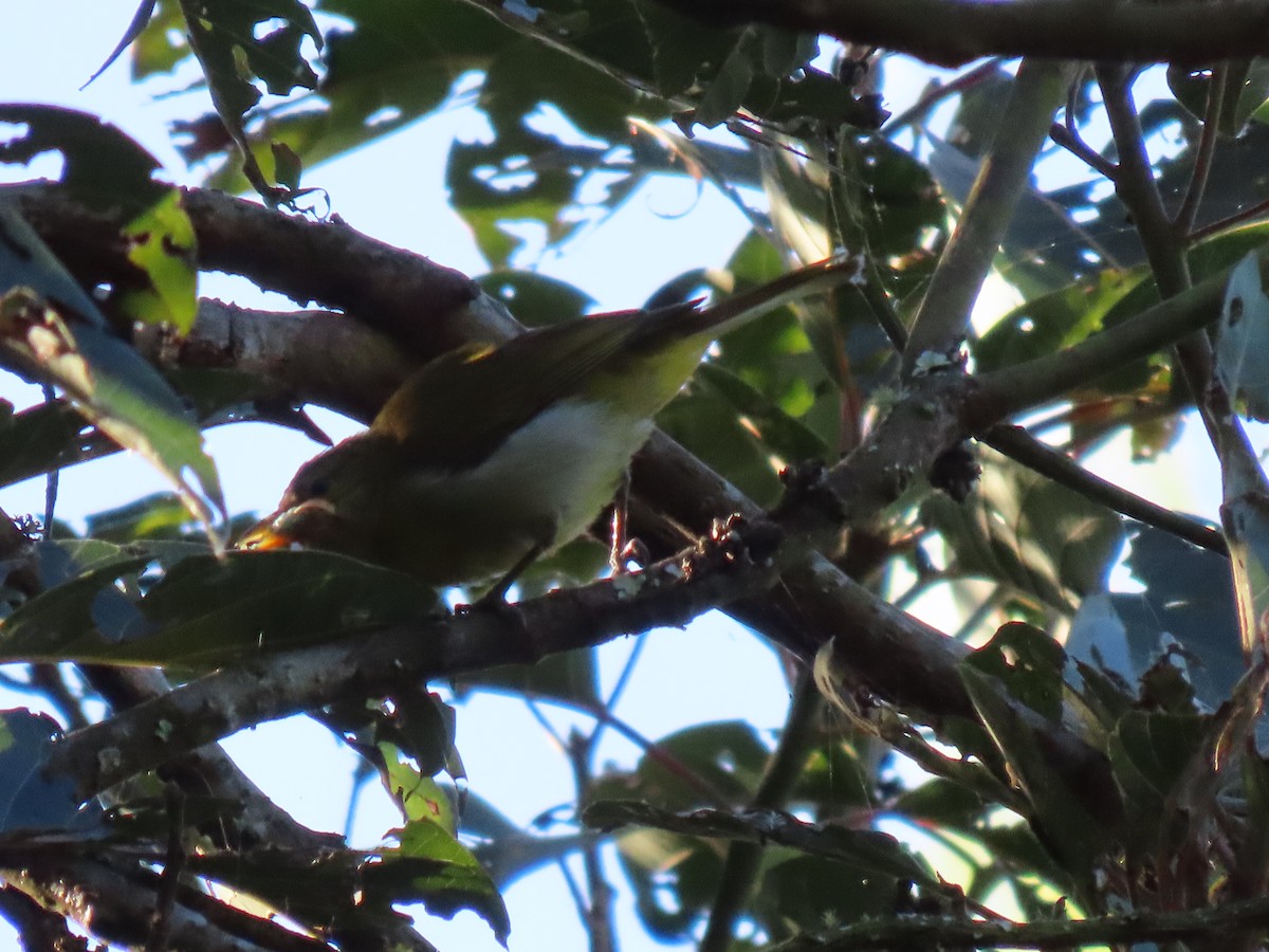 Guira Tanager - ML587030201