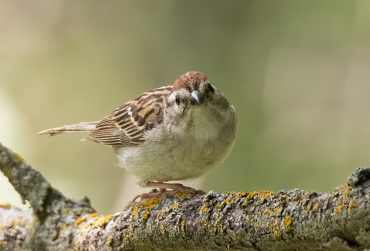 Chipping Sparrow - Iris Kilpatrick