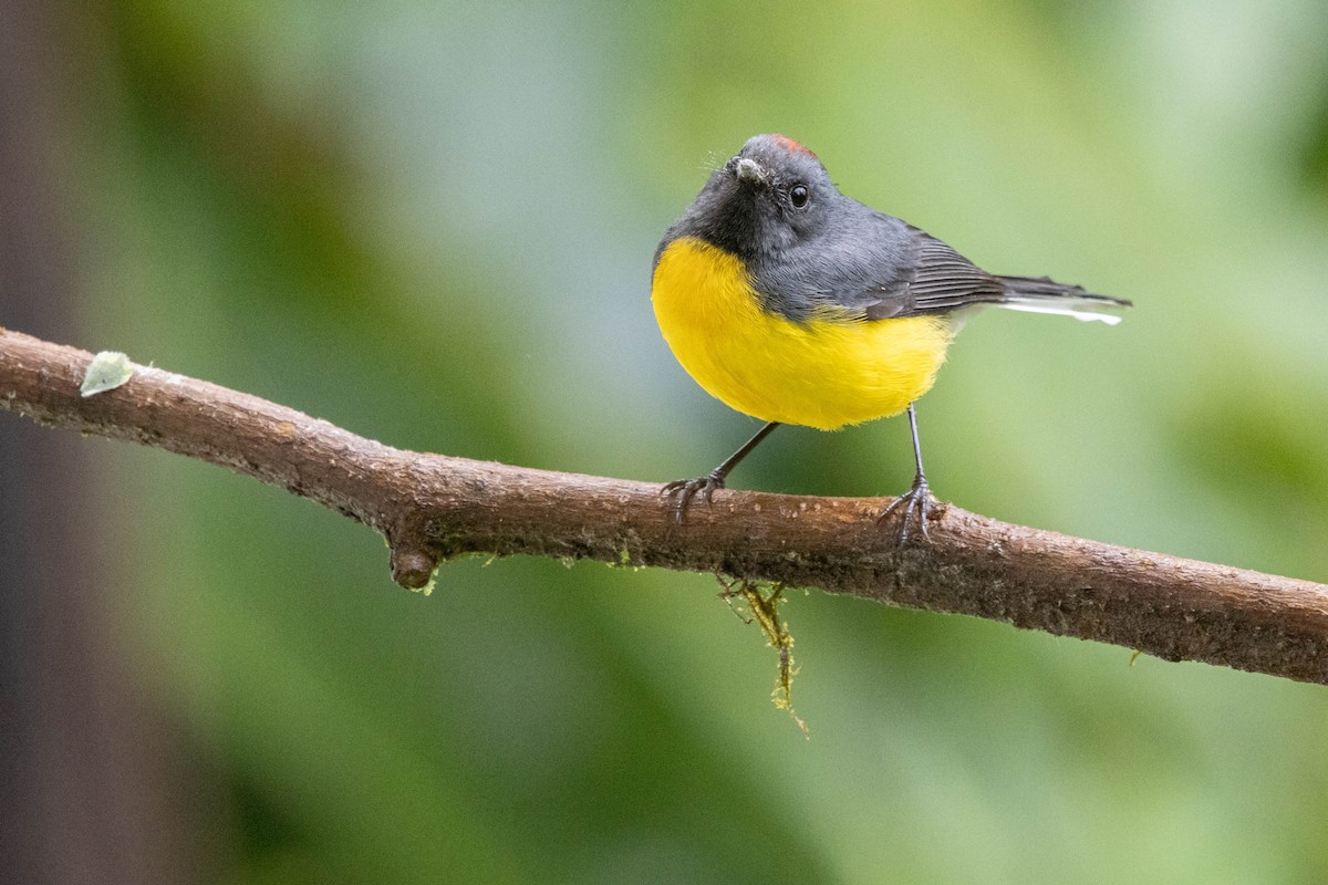 Slate-throated Redstart - ML587030721