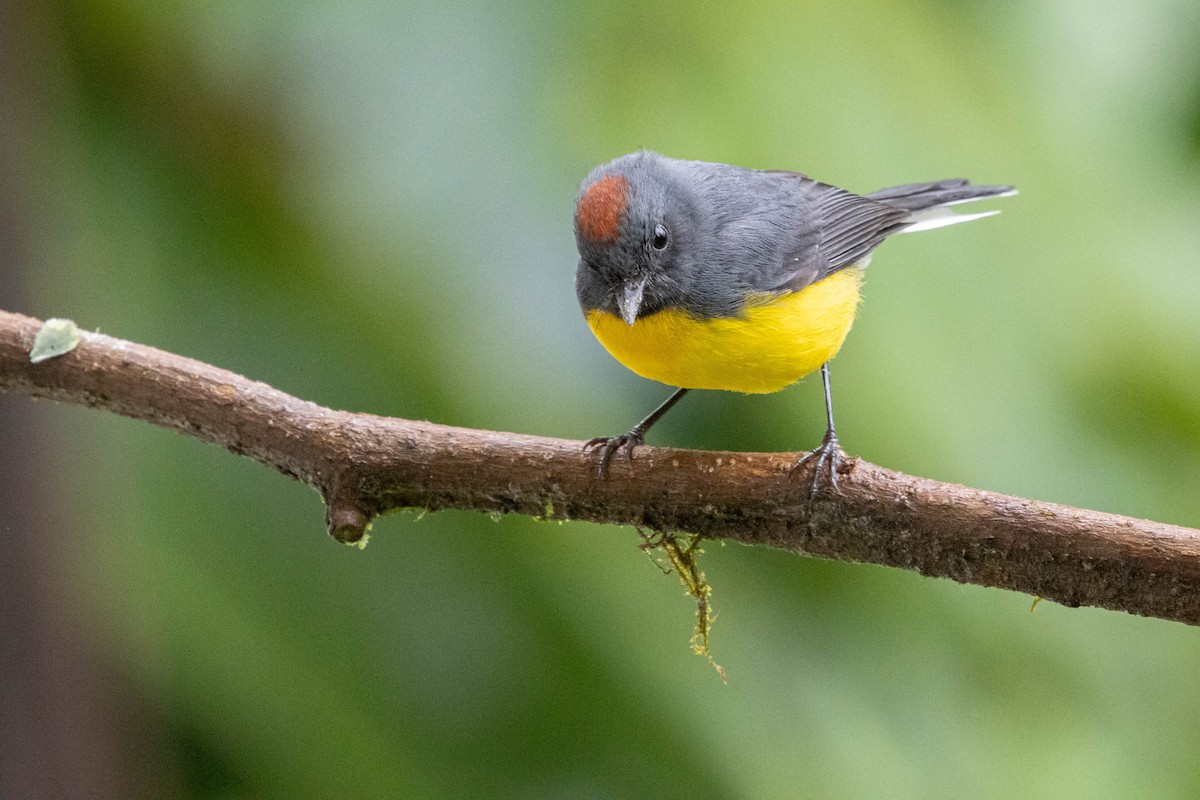 Slate-throated Redstart - Kevin Vande Vusse