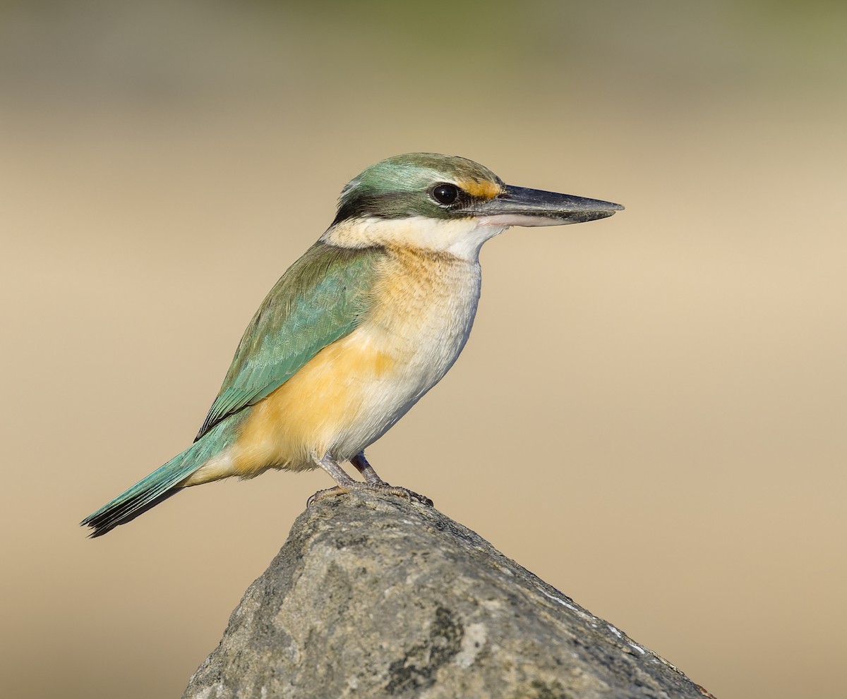 Sacred Kingfisher - ML587030851