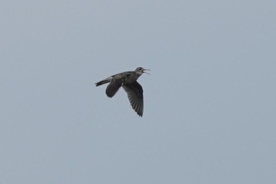 Upland Sandpiper - ML587031201