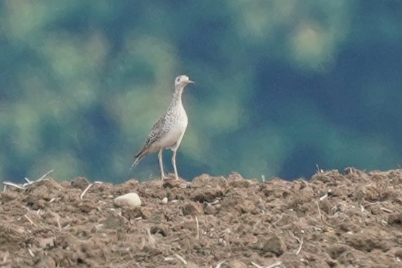 Maubèche des champs - ML587031231