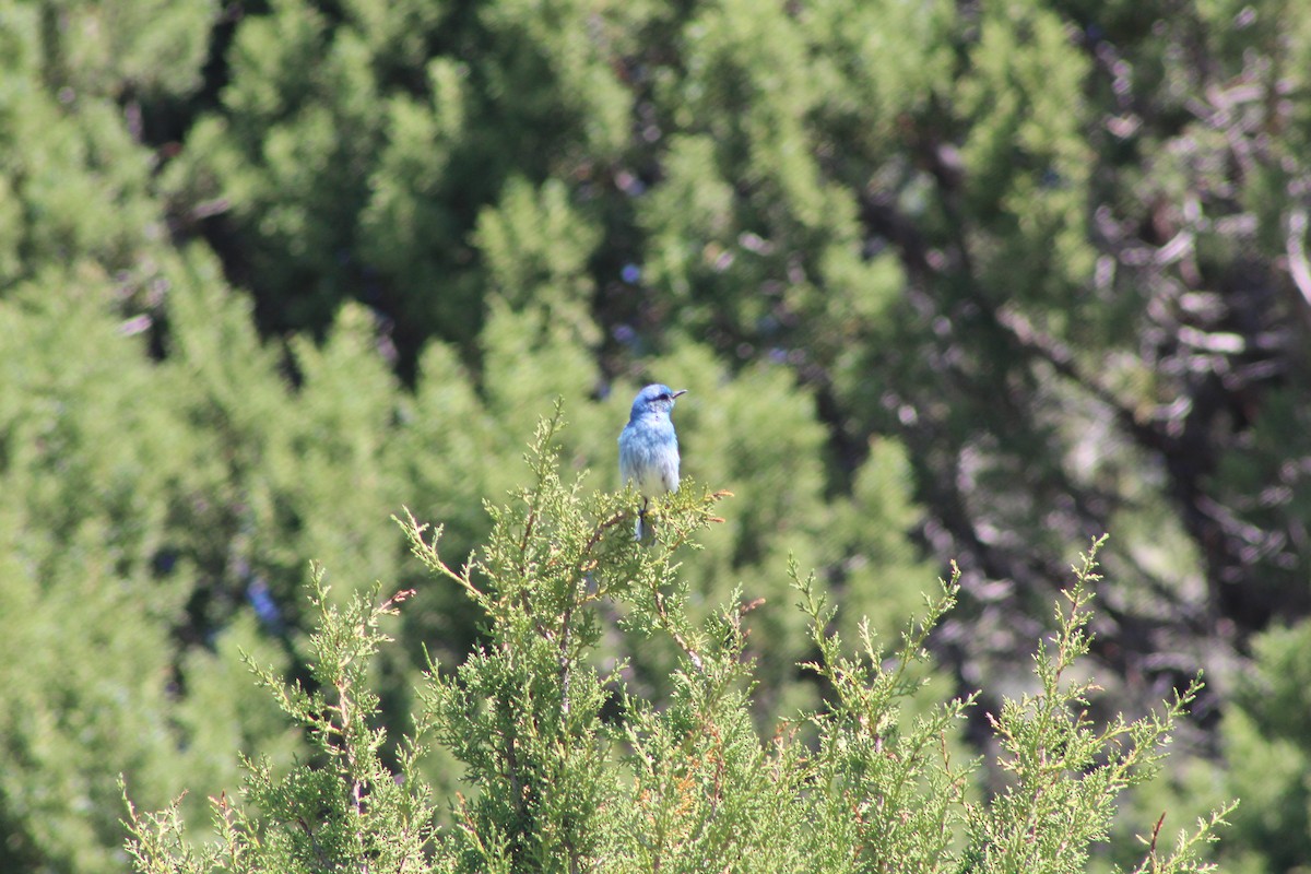 Mountain Bluebird - ML587032111