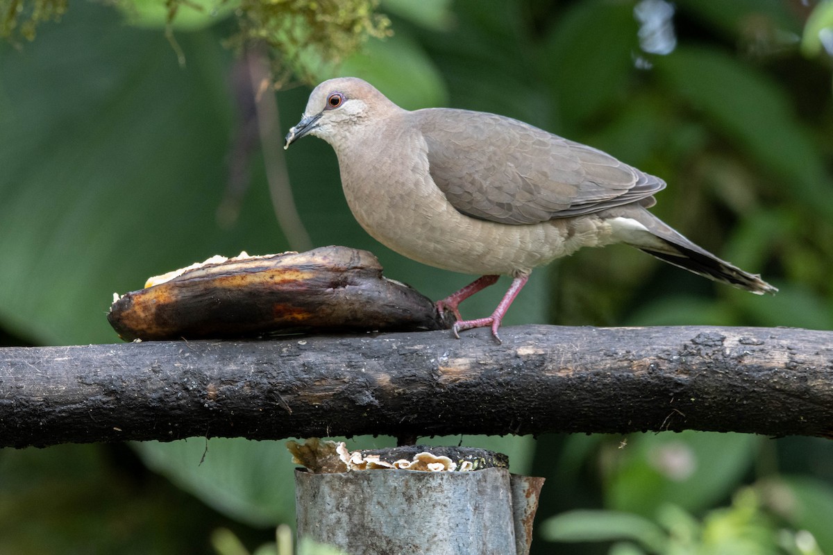 White-tipped Dove - Kevin Vande Vusse