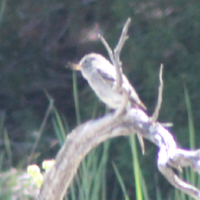 Gray Flycatcher - ML587032711