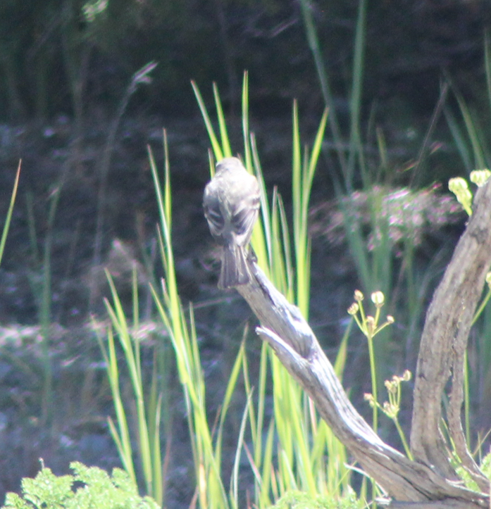 Gray Flycatcher - ML587032721