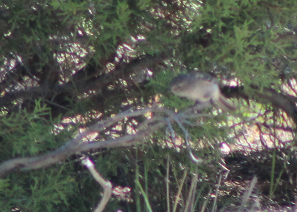 Gray Flycatcher - ML587032731