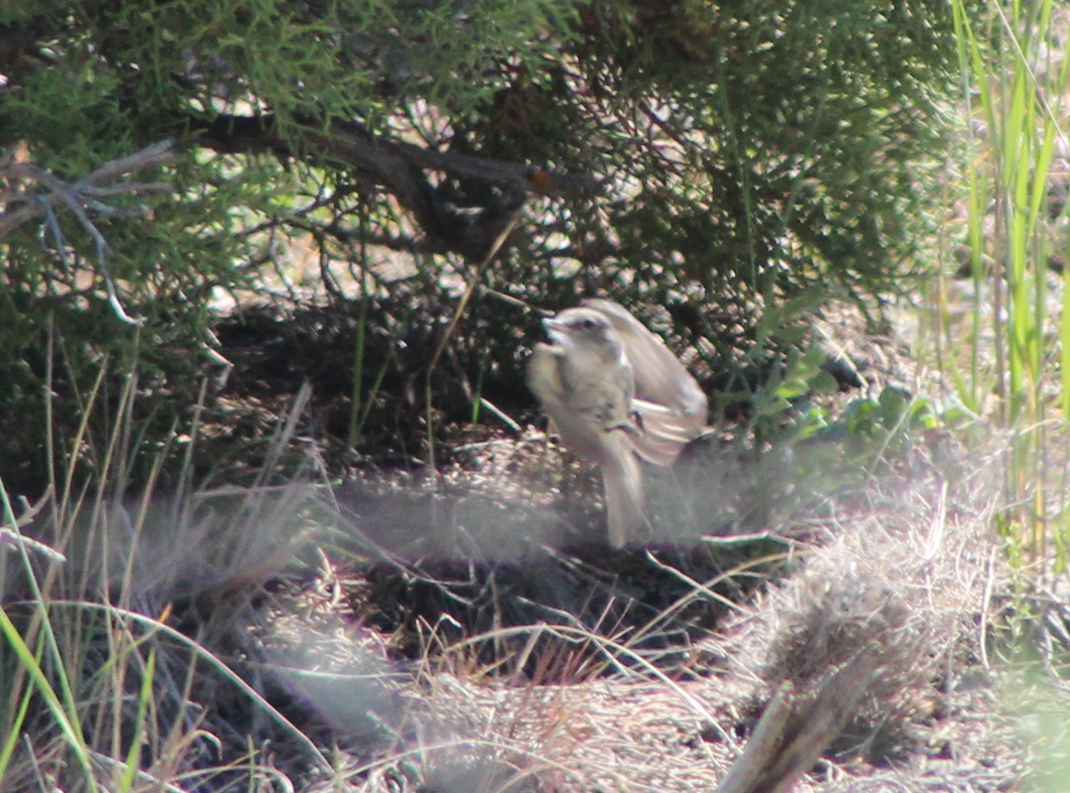 Gray Flycatcher - ML587032741