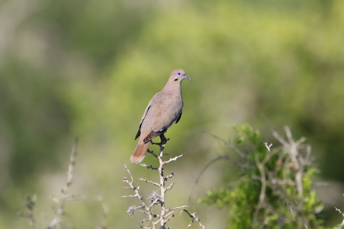 White-winged Dove - Mark Price