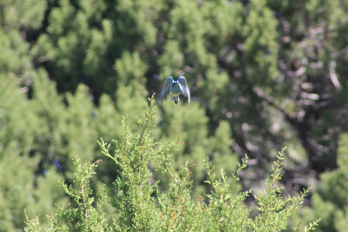 Mountain Bluebird - ML587033401