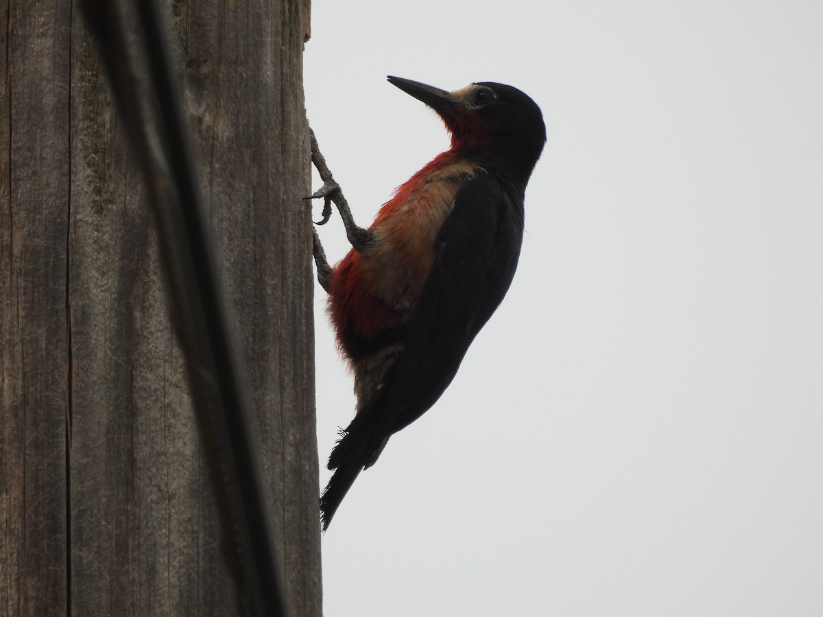 Puerto Rican Woodpecker - ML587033551