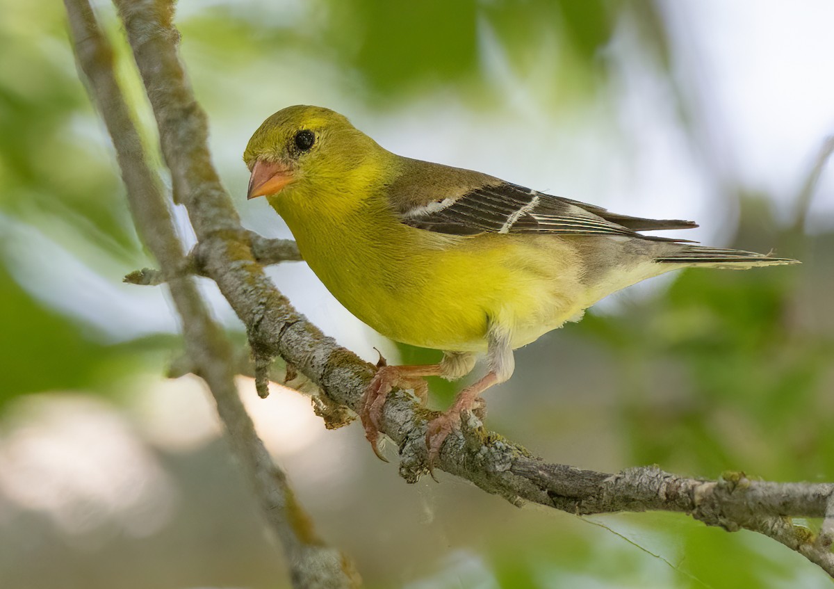 American Goldfinch - Iris Kilpatrick