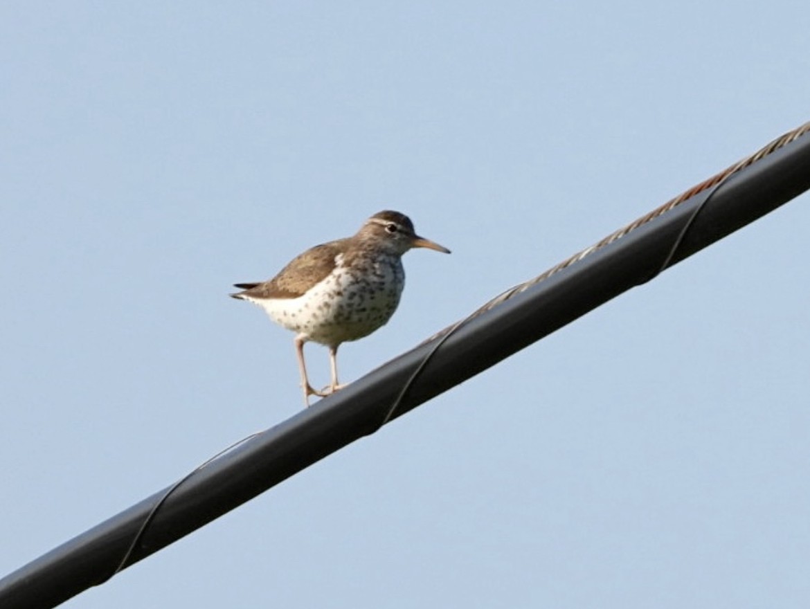 Spotted Sandpiper - ML587033861