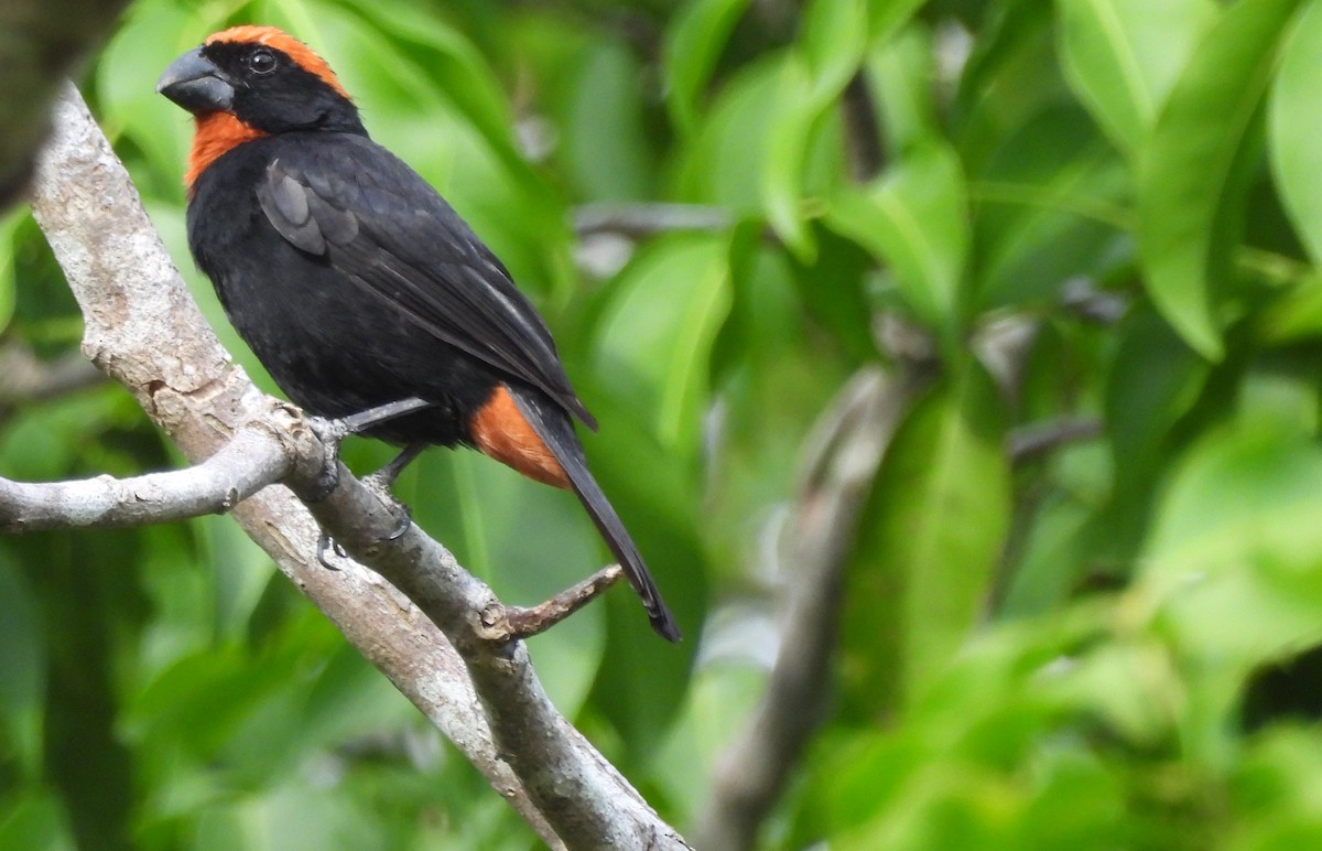 Puerto Rican Bullfinch - ML587034371