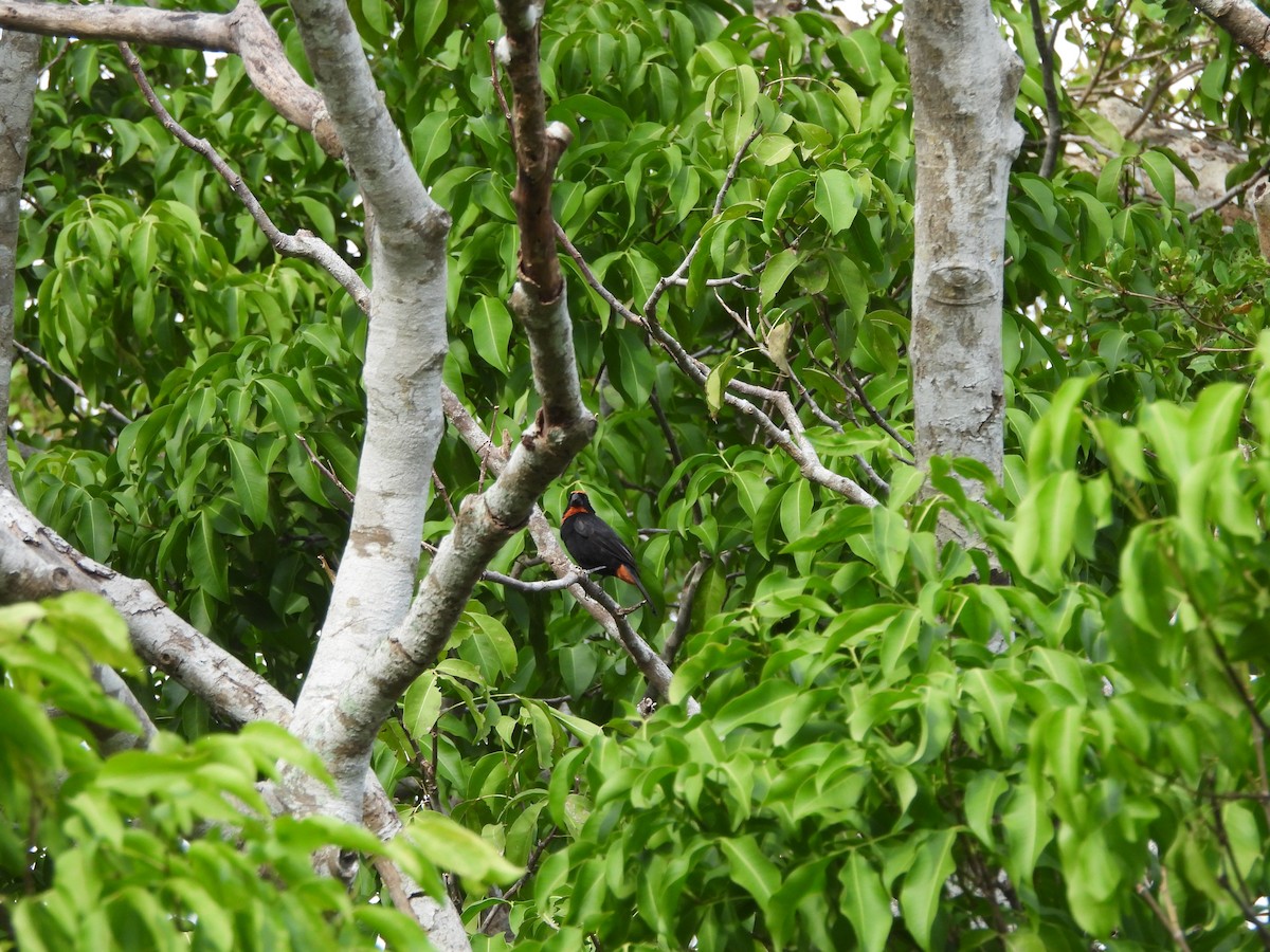 Puerto Rican Bullfinch - ML587034491