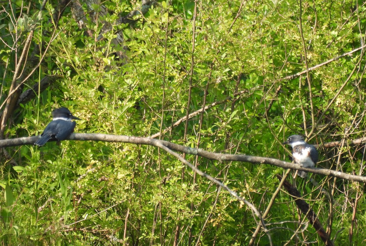 Belted Kingfisher - ML587034751