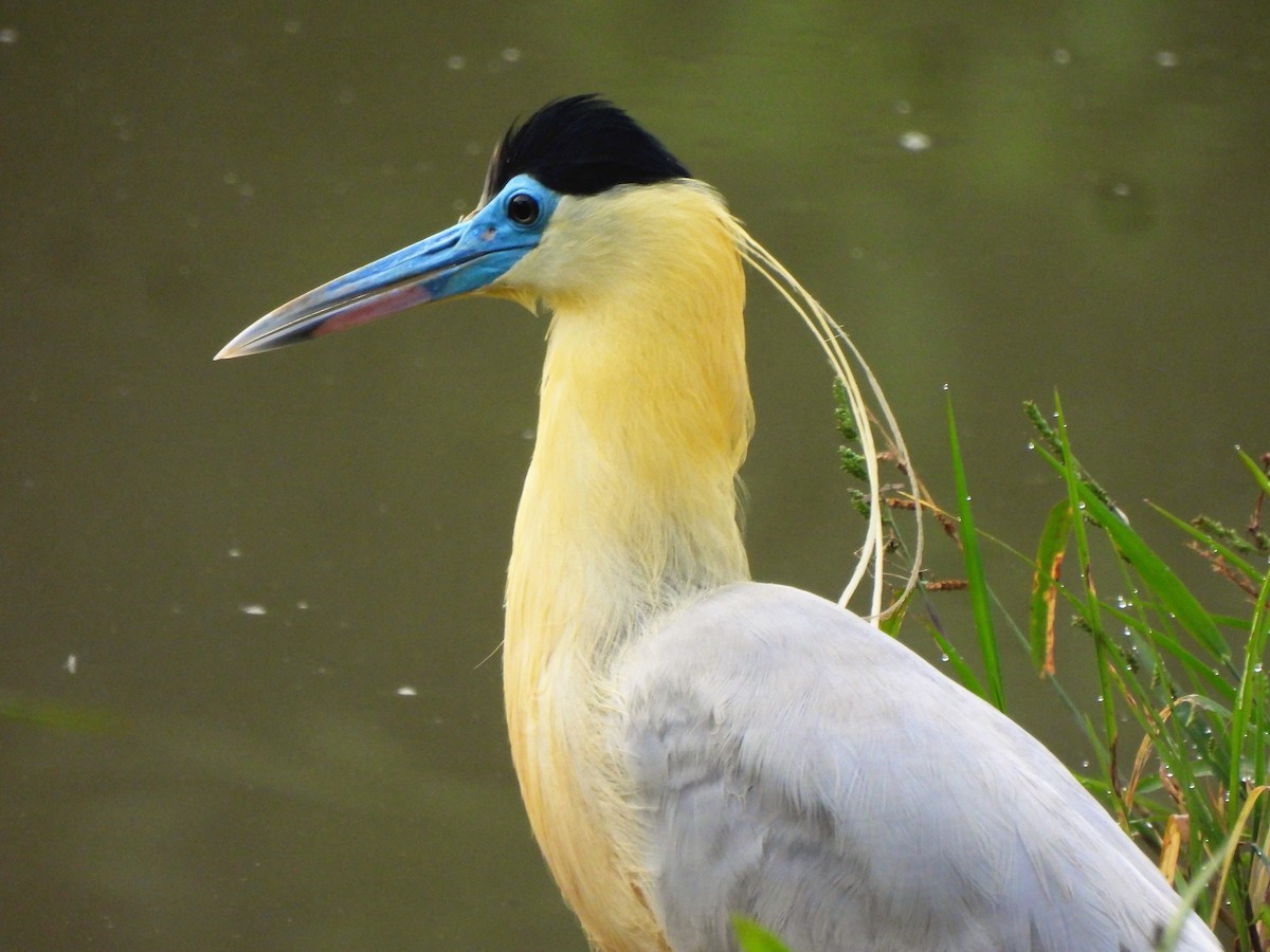 Capped Heron - Teresita Varon