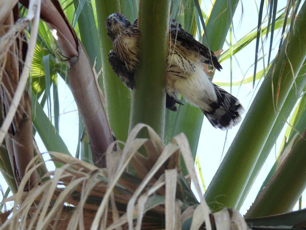 Cooper's Hawk - ML587034971