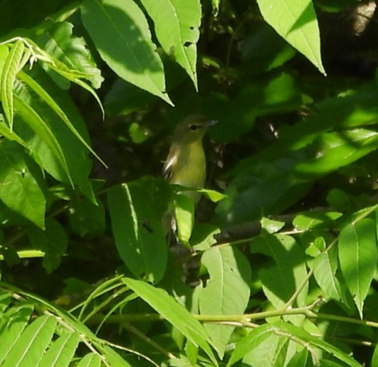 Yellow-throated Vireo - ML587034991