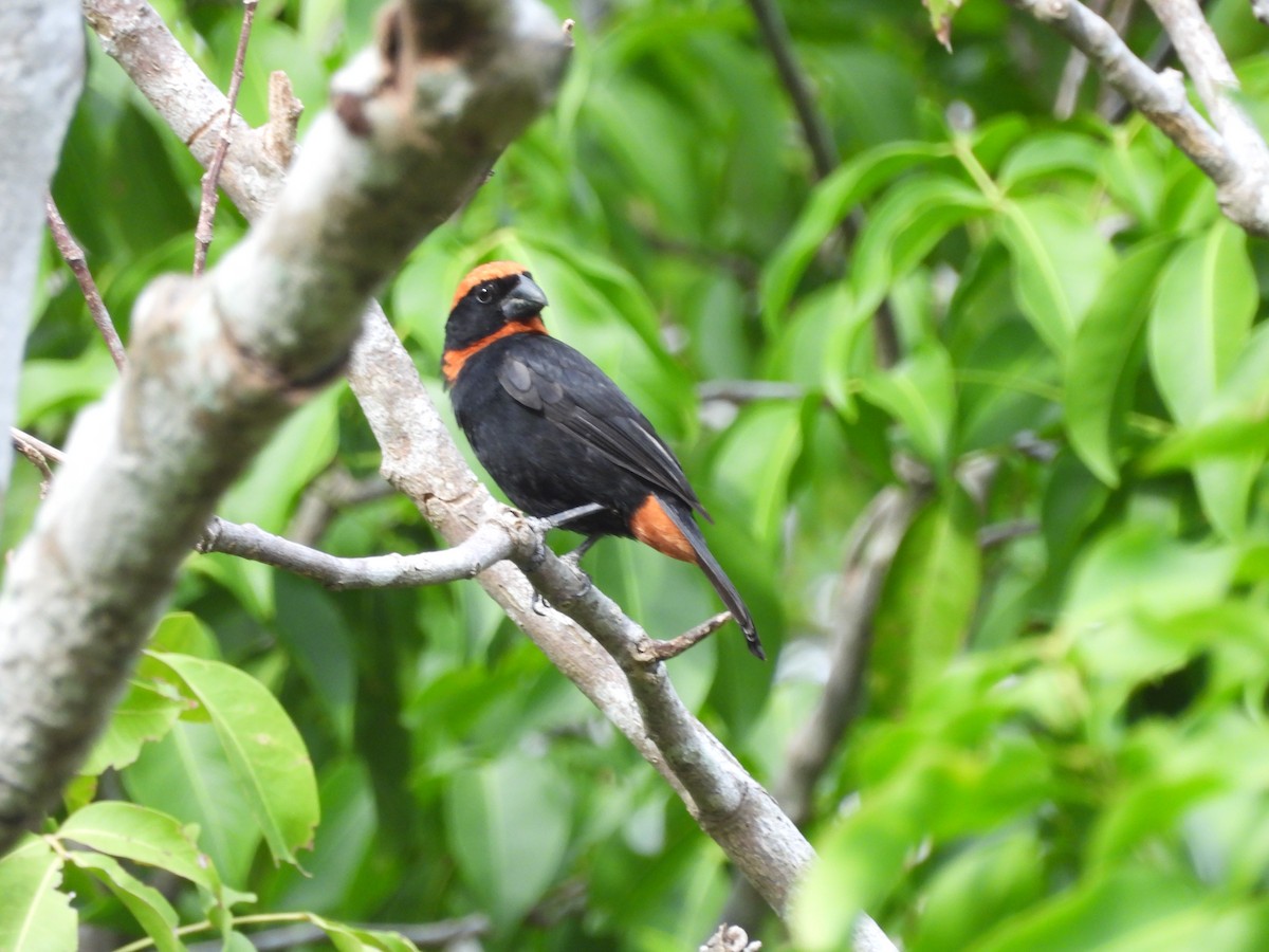 Puerto Rican Bullfinch - ML587035031