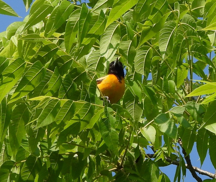 Baltimore Oriole - ML587035061