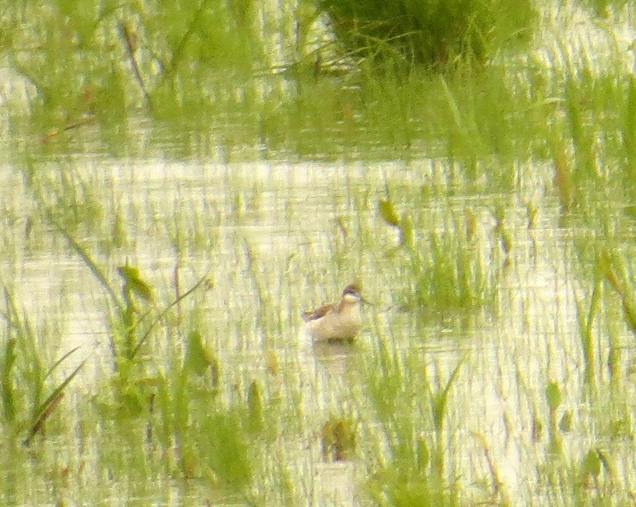 Wilson's Phalarope - ML58703531