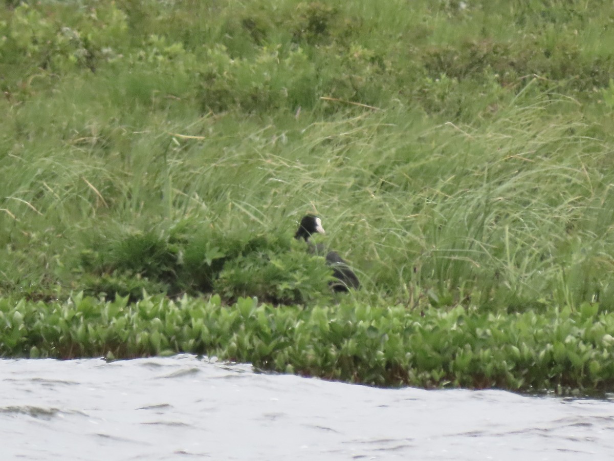 Eurasian Coot - ML587035931