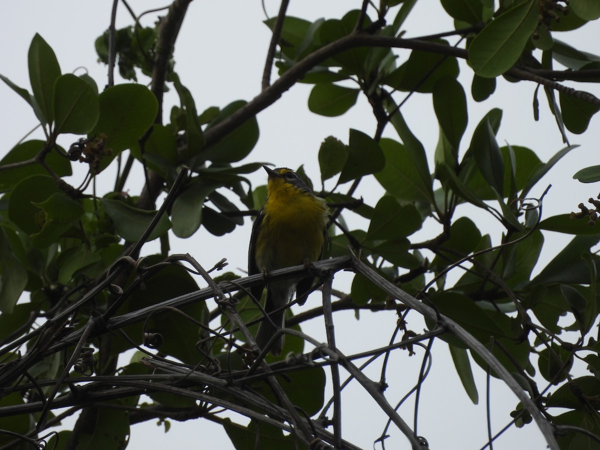 Adelaide's Warbler - ML587036201