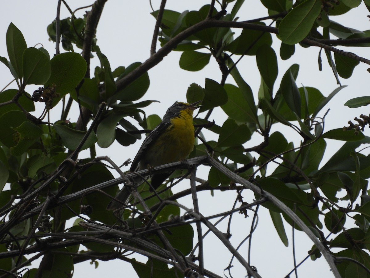 Adelaide's Warbler - ML587036211