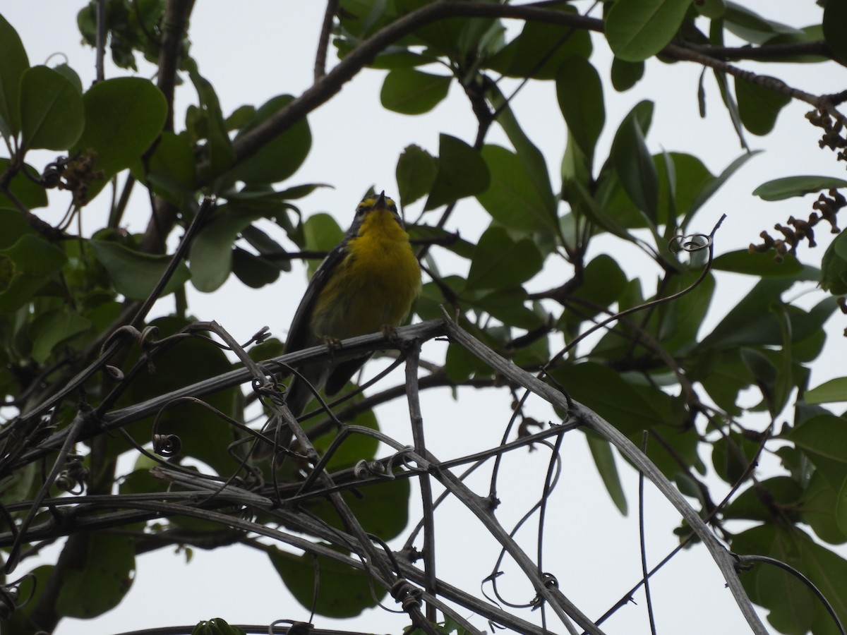 Adelaide's Warbler - ML587036221