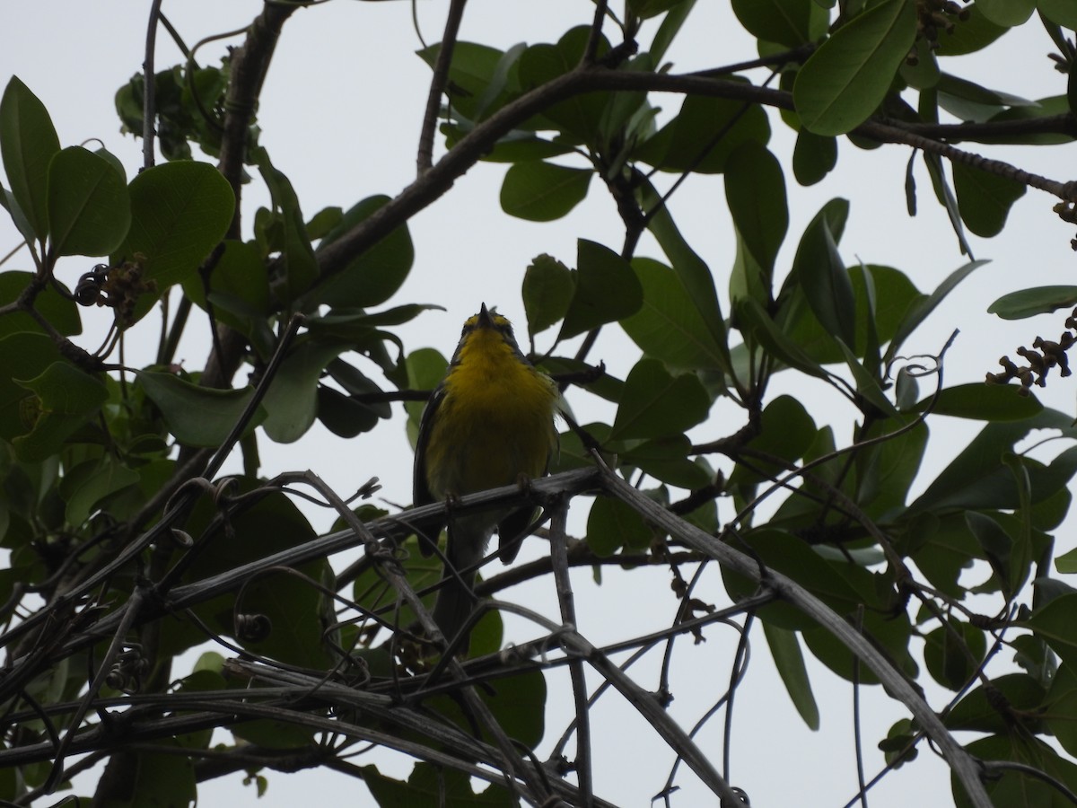 Adelaide's Warbler - ML587036251