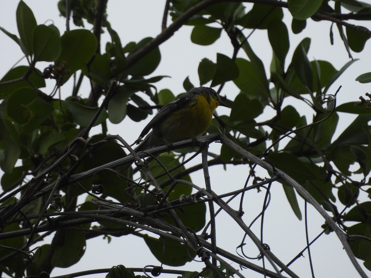 Adelaide's Warbler - ML587036271