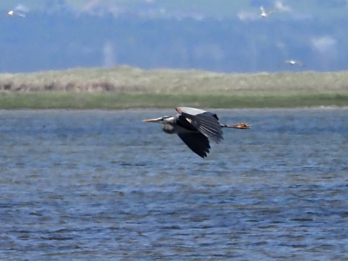 Great Blue Heron - ML587036311