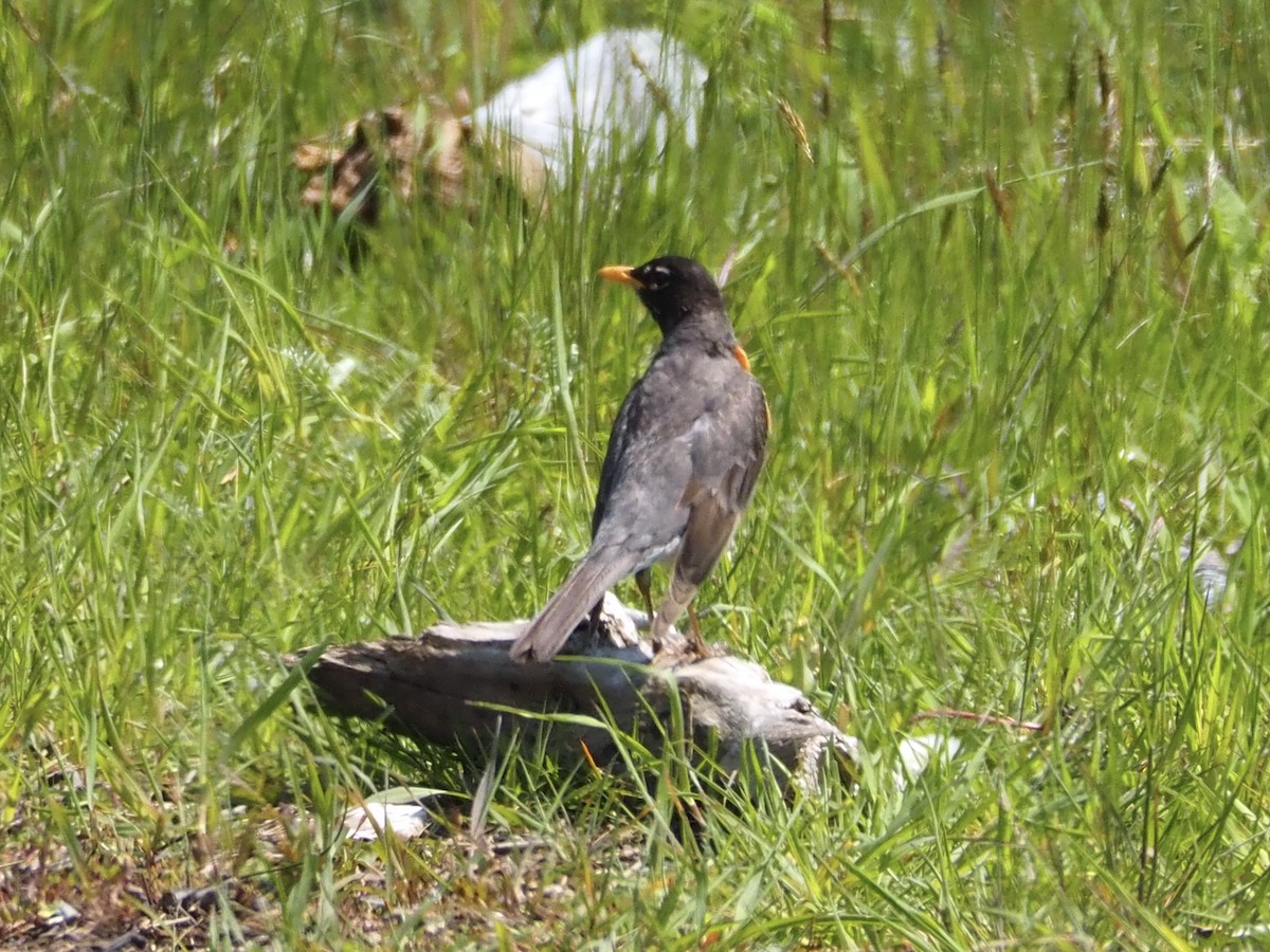 American Robin - J Sicard