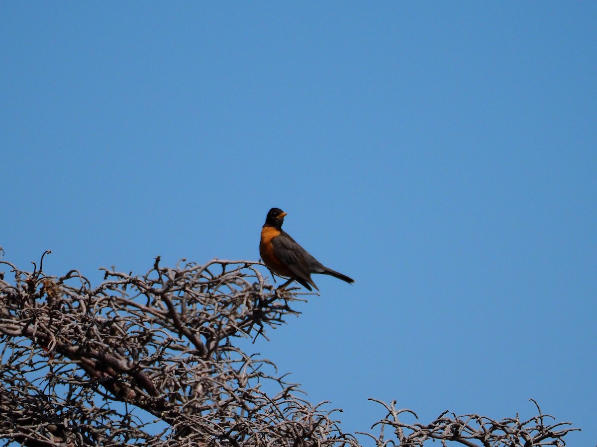 American Robin - ML587036641