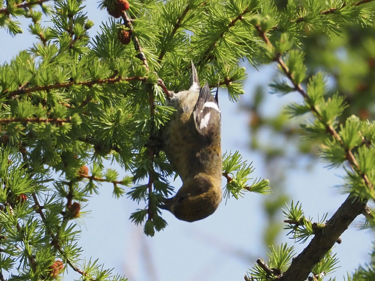 White-winged Crossbill - J Sicard