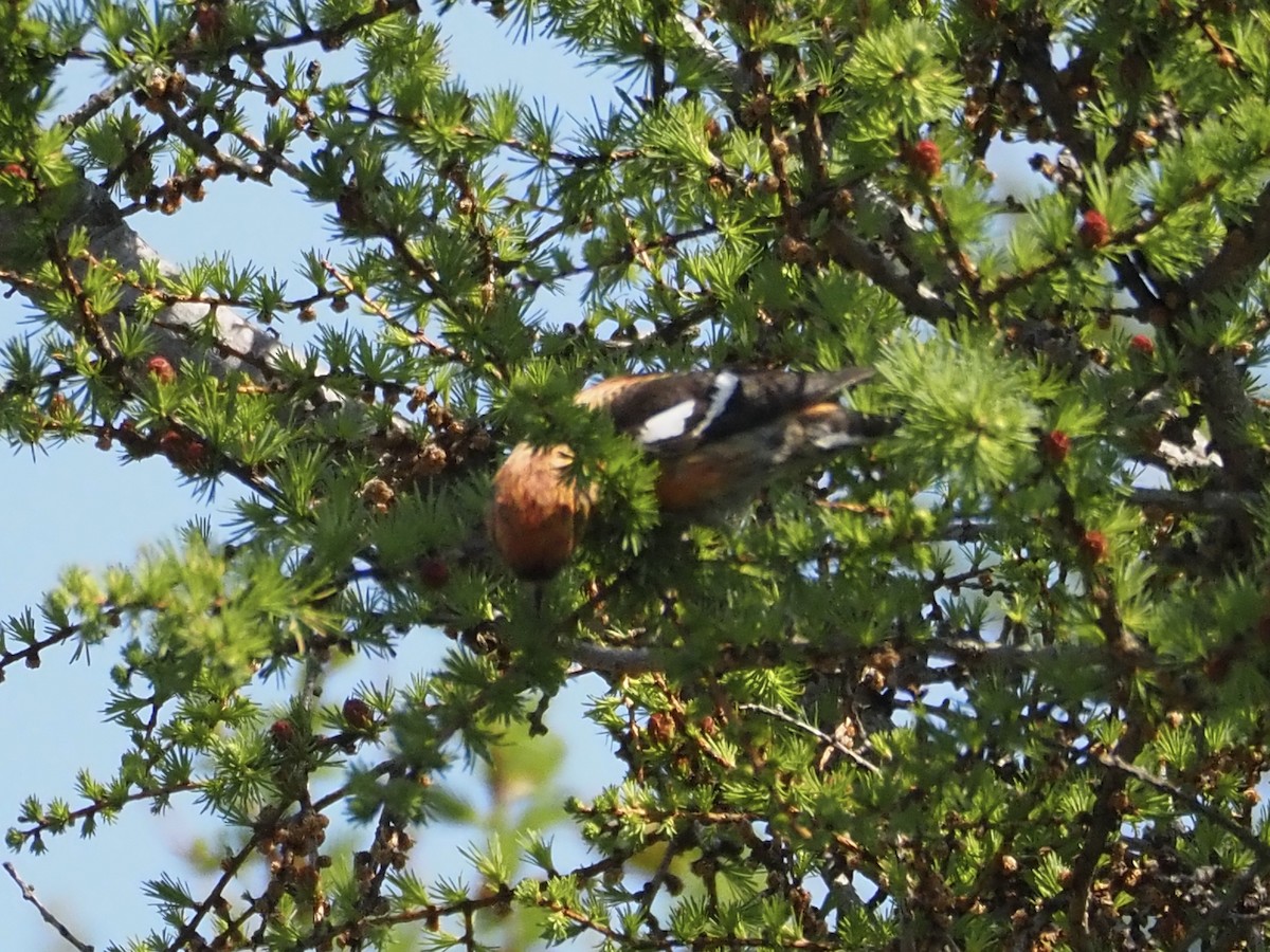 White-winged Crossbill - ML587036791